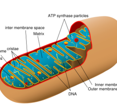 Biohacking Your Mitochondria for Enhanced Energy and Longevity