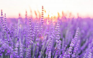 Best Lavender Alternatives for Sleeping - Pulsetto