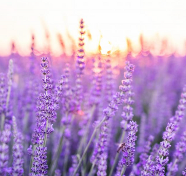 Best Lavender Alternatives for Sleeping - Pulsetto
