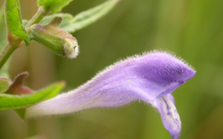 Best Skullcap Alternatives for Sleeping - Pulsetto