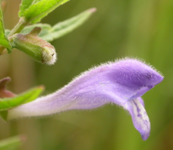 Best Skullcap Alternatives for Sleeping - Pulsetto