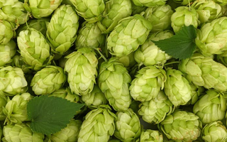 Best Hops Alternatives for Sleeping - Pulsetto