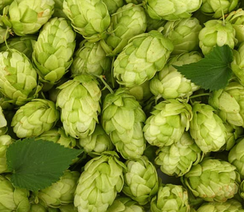 Best Hops Alternatives for Sleeping - Pulsetto