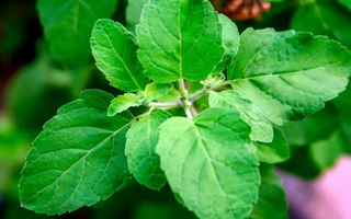 Best Holy Basil Alternatives for Sleeping - Pulsetto