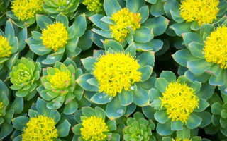 Best Rhodiola Rosea Alternatives for Sleeping - Pulsetto