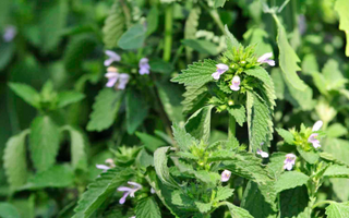 Best Lemon Balm Alternatives for Sleeping - Pulsetto