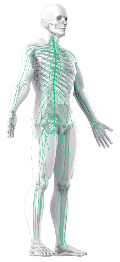 Pulsetto science vagus nerve